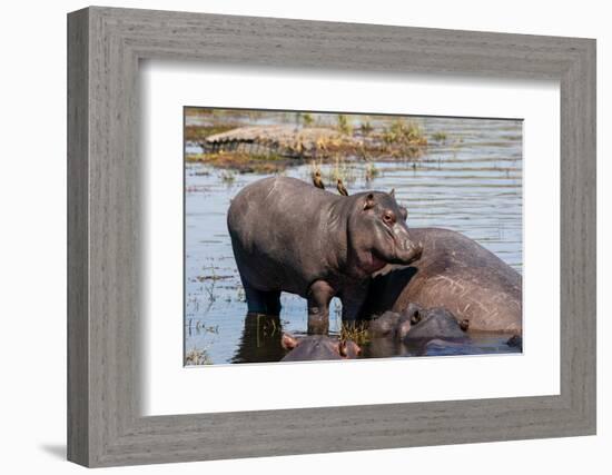 Hippopotamus (Hippopotamus amphibius) in the river Chobe, Chobe National Park, Botswana, Africa-Sergio Pitamitz-Framed Photographic Print