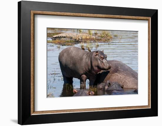 Hippopotamus (Hippopotamus amphibius) in the river Chobe, Chobe National Park, Botswana, Africa-Sergio Pitamitz-Framed Photographic Print