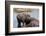 Hippopotamus (Hippopotamus amphibius) in the river Chobe, Chobe National Park, Botswana, Africa-Sergio Pitamitz-Framed Photographic Print