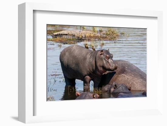 Hippopotamus (Hippopotamus amphibius) in the river Chobe, Chobe National Park, Botswana, Africa-Sergio Pitamitz-Framed Photographic Print