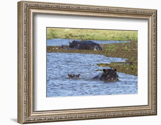 Hippopotamus (Hippopotamus amphibius) in the River Khwai, Khwai Concession, Okavango Delta, Botswan-Sergio Pitamitz-Framed Photographic Print