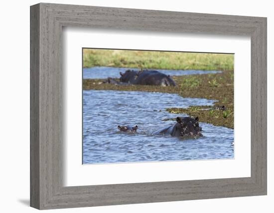 Hippopotamus (Hippopotamus amphibius) in the River Khwai, Khwai Concession, Okavango Delta, Botswan-Sergio Pitamitz-Framed Photographic Print