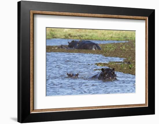 Hippopotamus (Hippopotamus amphibius) in the River Khwai, Khwai Concession, Okavango Delta, Botswan-Sergio Pitamitz-Framed Photographic Print