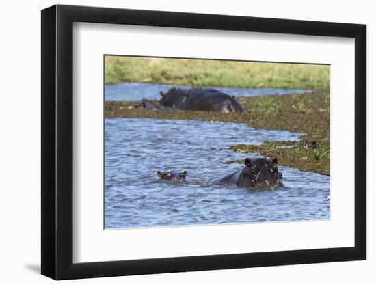 Hippopotamus (Hippopotamus amphibius) in the River Khwai, Khwai Concession, Okavango Delta, Botswan-Sergio Pitamitz-Framed Photographic Print