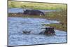 Hippopotamus (Hippopotamus amphibius) in the River Khwai, Khwai Concession, Okavango Delta, Botswan-Sergio Pitamitz-Mounted Photographic Print