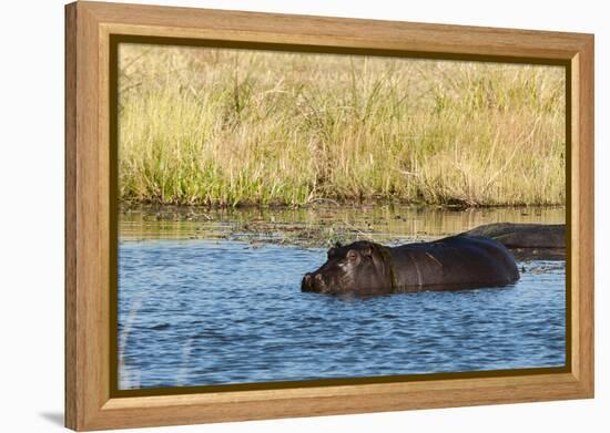 Hippopotamus (Hippopotamus Amphibius), Khwai Concession, Okavango Delta, Botswana, Africa-Sergio-Framed Premier Image Canvas