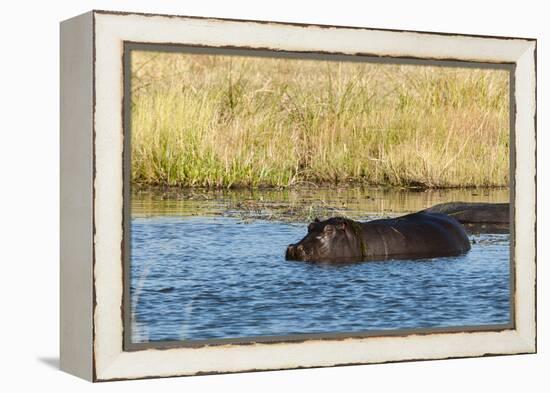 Hippopotamus (Hippopotamus Amphibius), Khwai Concession, Okavango Delta, Botswana, Africa-Sergio-Framed Premier Image Canvas