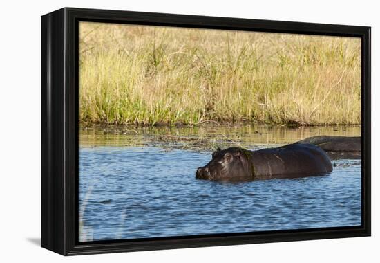 Hippopotamus (Hippopotamus Amphibius), Khwai Concession, Okavango Delta, Botswana, Africa-Sergio-Framed Premier Image Canvas