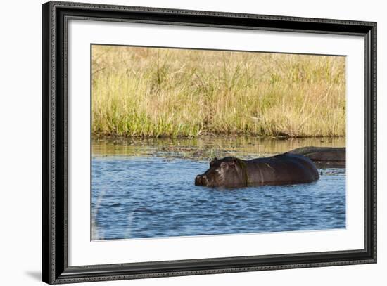 Hippopotamus (Hippopotamus Amphibius), Khwai Concession, Okavango Delta, Botswana, Africa-Sergio-Framed Photographic Print