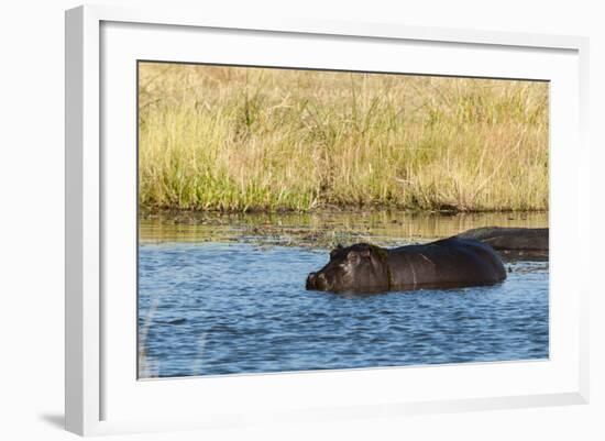 Hippopotamus (Hippopotamus Amphibius), Khwai Concession, Okavango Delta, Botswana, Africa-Sergio-Framed Photographic Print