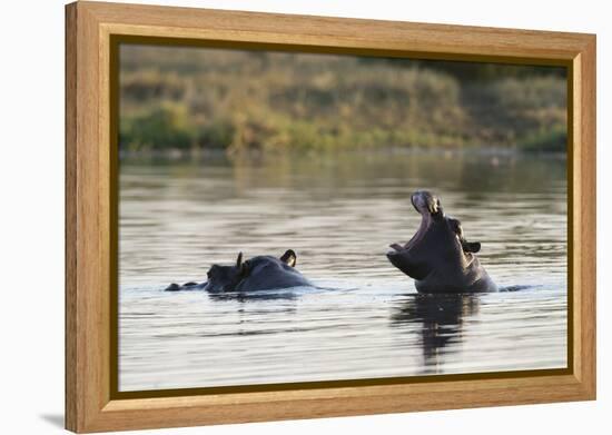 Hippopotamus (Hippopotamus Amphibius), Khwai Concession, Okavango Delta, Botswana, Africa-Sergio Pitamitz-Framed Premier Image Canvas