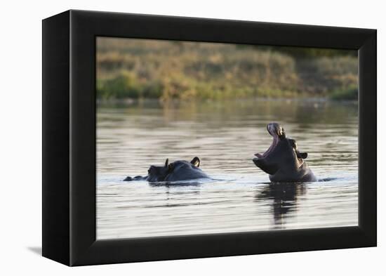 Hippopotamus (Hippopotamus Amphibius), Khwai Concession, Okavango Delta, Botswana, Africa-Sergio Pitamitz-Framed Premier Image Canvas