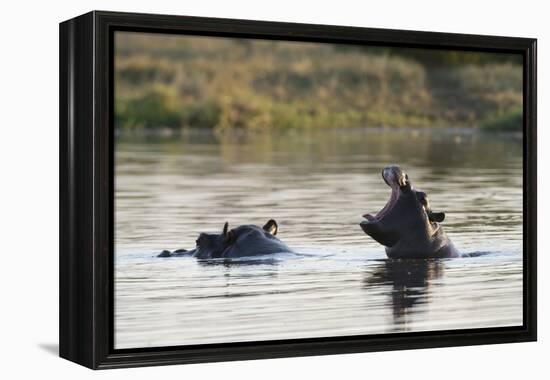 Hippopotamus (Hippopotamus Amphibius), Khwai Concession, Okavango Delta, Botswana, Africa-Sergio Pitamitz-Framed Premier Image Canvas