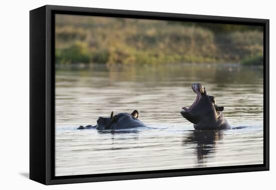 Hippopotamus (Hippopotamus Amphibius), Khwai Concession, Okavango Delta, Botswana, Africa-Sergio Pitamitz-Framed Premier Image Canvas