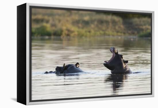 Hippopotamus (Hippopotamus Amphibius), Khwai Concession, Okavango Delta, Botswana, Africa-Sergio Pitamitz-Framed Premier Image Canvas