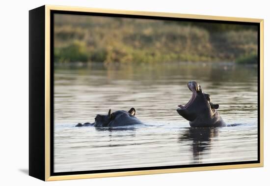 Hippopotamus (Hippopotamus Amphibius), Khwai Concession, Okavango Delta, Botswana, Africa-Sergio Pitamitz-Framed Premier Image Canvas