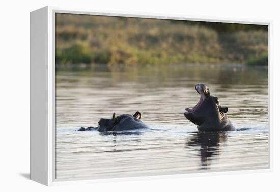 Hippopotamus (Hippopotamus Amphibius), Khwai Concession, Okavango Delta, Botswana, Africa-Sergio Pitamitz-Framed Premier Image Canvas