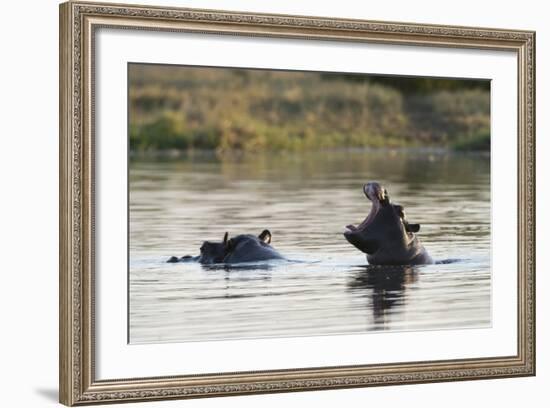 Hippopotamus (Hippopotamus Amphibius), Khwai Concession, Okavango Delta, Botswana, Africa-Sergio Pitamitz-Framed Photographic Print