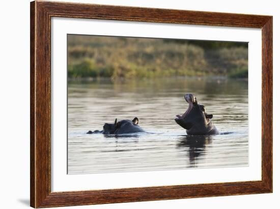 Hippopotamus (Hippopotamus Amphibius), Khwai Concession, Okavango Delta, Botswana, Africa-Sergio Pitamitz-Framed Photographic Print