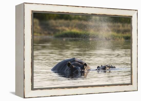 Hippopotamus (Hippopotamus Amphibius), Khwai Concession, Okavango Delta, Botswana, Africa-Sergio Pitamitz-Framed Premier Image Canvas