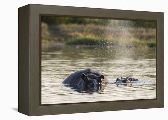 Hippopotamus (Hippopotamus Amphibius), Khwai Concession, Okavango Delta, Botswana, Africa-Sergio Pitamitz-Framed Premier Image Canvas