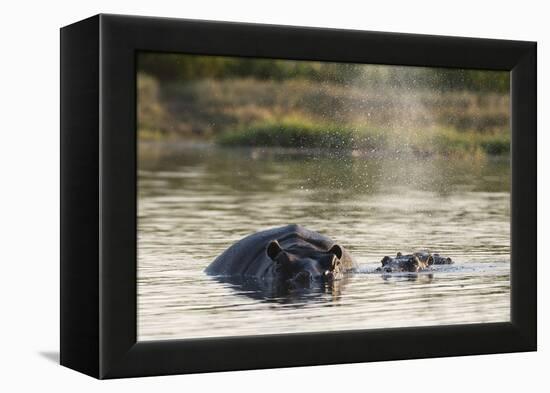 Hippopotamus (Hippopotamus Amphibius), Khwai Concession, Okavango Delta, Botswana, Africa-Sergio Pitamitz-Framed Premier Image Canvas