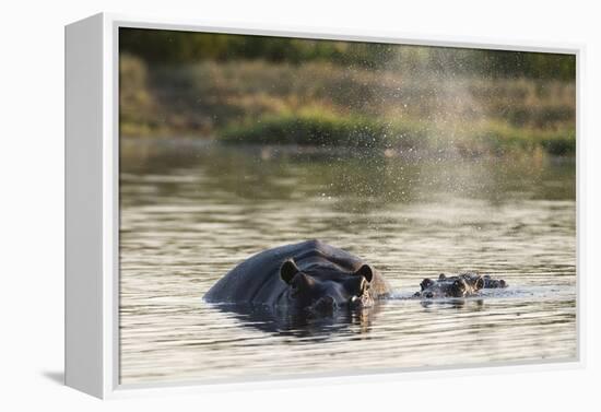 Hippopotamus (Hippopotamus Amphibius), Khwai Concession, Okavango Delta, Botswana, Africa-Sergio Pitamitz-Framed Premier Image Canvas