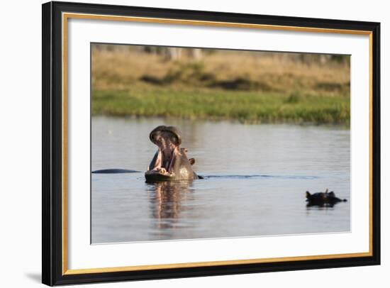 Hippopotamus (Hippopotamus Amphibius), Khwai Concession, Okavango Delta, Botswana, Africa-Sergio Pitamitz-Framed Photographic Print