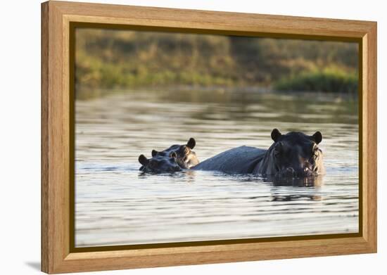 Hippopotamus (Hippopotamus Amphibius), Khwai Concession, Okavango Delta, Botswana, Africa-Sergio Pitamitz-Framed Premier Image Canvas