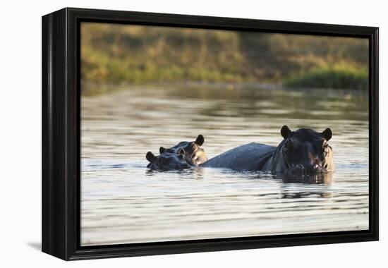 Hippopotamus (Hippopotamus Amphibius), Khwai Concession, Okavango Delta, Botswana, Africa-Sergio Pitamitz-Framed Premier Image Canvas