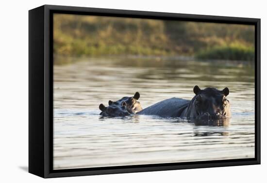 Hippopotamus (Hippopotamus Amphibius), Khwai Concession, Okavango Delta, Botswana, Africa-Sergio Pitamitz-Framed Premier Image Canvas