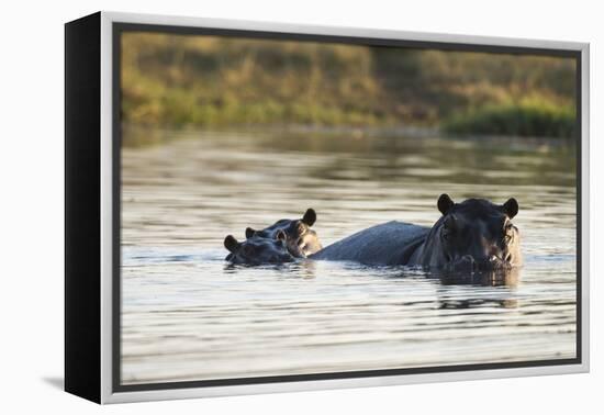 Hippopotamus (Hippopotamus Amphibius), Khwai Concession, Okavango Delta, Botswana, Africa-Sergio Pitamitz-Framed Premier Image Canvas