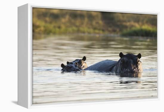 Hippopotamus (Hippopotamus Amphibius), Khwai Concession, Okavango Delta, Botswana, Africa-Sergio Pitamitz-Framed Premier Image Canvas