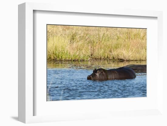 Hippopotamus (Hippopotamus Amphibius), Khwai Concession, Okavango Delta, Botswana, Africa-Sergio-Framed Photographic Print