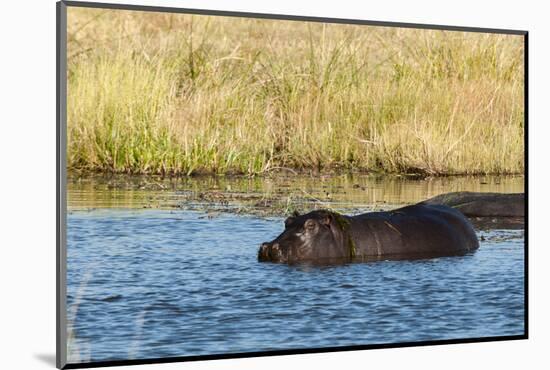 Hippopotamus (Hippopotamus Amphibius), Khwai Concession, Okavango Delta, Botswana, Africa-Sergio-Mounted Photographic Print