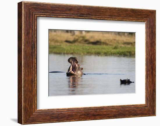 Hippopotamus (Hippopotamus Amphibius), Khwai Concession, Okavango Delta, Botswana, Africa-Sergio Pitamitz-Framed Photographic Print