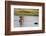 Hippopotamus (Hippopotamus Amphibius), Khwai Concession, Okavango Delta, Botswana, Africa-Sergio Pitamitz-Framed Photographic Print