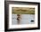 Hippopotamus (Hippopotamus Amphibius), Khwai Concession, Okavango Delta, Botswana, Africa-Sergio Pitamitz-Framed Photographic Print