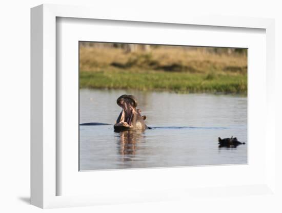 Hippopotamus (Hippopotamus Amphibius), Khwai Concession, Okavango Delta, Botswana, Africa-Sergio Pitamitz-Framed Photographic Print