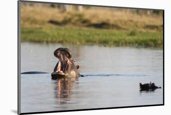 Hippopotamus (Hippopotamus Amphibius), Khwai Concession, Okavango Delta, Botswana, Africa-Sergio Pitamitz-Mounted Photographic Print