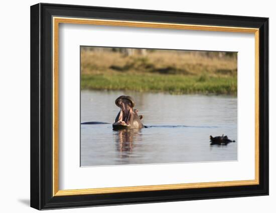 Hippopotamus (Hippopotamus Amphibius), Khwai Concession, Okavango Delta, Botswana, Africa-Sergio Pitamitz-Framed Photographic Print