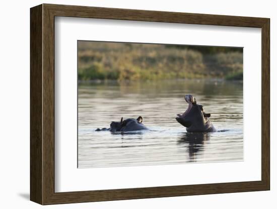 Hippopotamus (Hippopotamus Amphibius), Khwai Concession, Okavango Delta, Botswana, Africa-Sergio Pitamitz-Framed Photographic Print