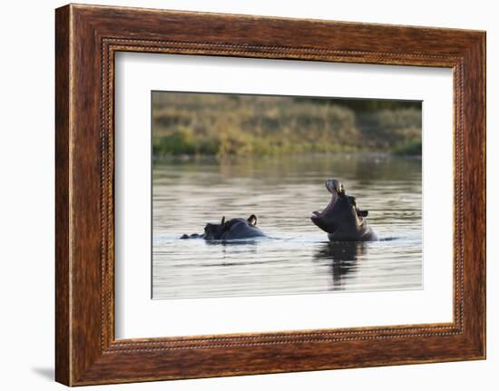 Hippopotamus (Hippopotamus Amphibius), Khwai Concession, Okavango Delta, Botswana, Africa-Sergio Pitamitz-Framed Photographic Print