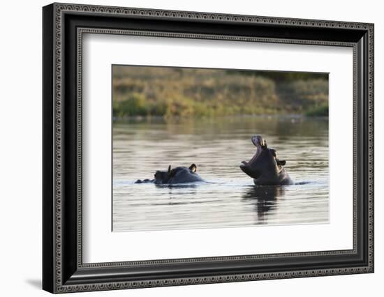 Hippopotamus (Hippopotamus Amphibius), Khwai Concession, Okavango Delta, Botswana, Africa-Sergio Pitamitz-Framed Photographic Print