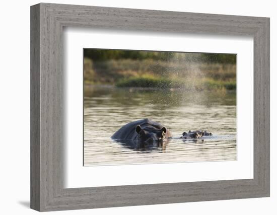 Hippopotamus (Hippopotamus Amphibius), Khwai Concession, Okavango Delta, Botswana, Africa-Sergio Pitamitz-Framed Photographic Print