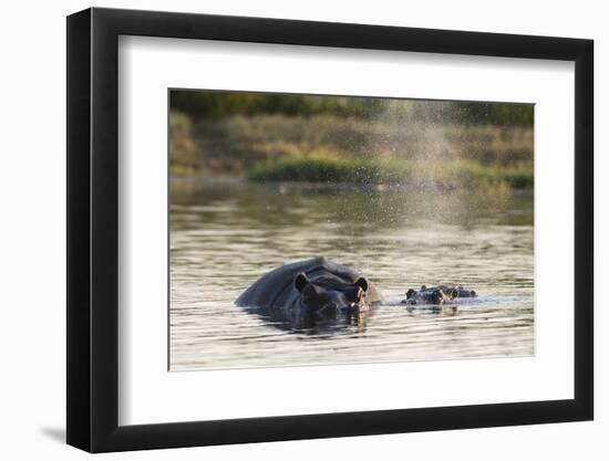 Hippopotamus (Hippopotamus Amphibius), Khwai Concession, Okavango Delta, Botswana, Africa-Sergio Pitamitz-Framed Photographic Print