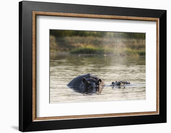 Hippopotamus (Hippopotamus Amphibius), Khwai Concession, Okavango Delta, Botswana, Africa-Sergio Pitamitz-Framed Photographic Print