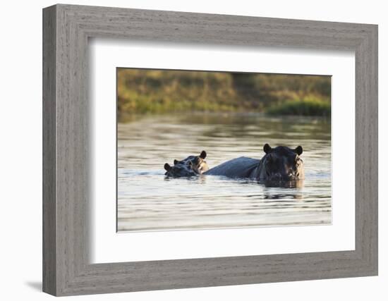 Hippopotamus (Hippopotamus Amphibius), Khwai Concession, Okavango Delta, Botswana, Africa-Sergio Pitamitz-Framed Photographic Print