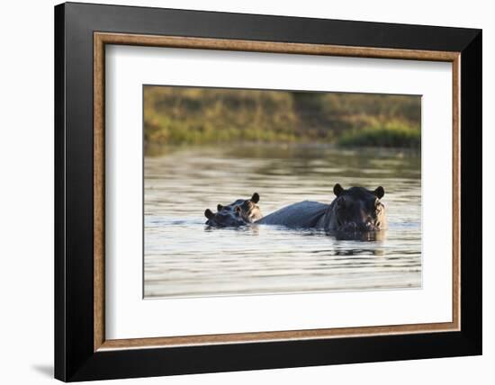 Hippopotamus (Hippopotamus Amphibius), Khwai Concession, Okavango Delta, Botswana, Africa-Sergio Pitamitz-Framed Photographic Print