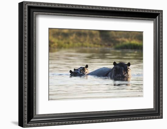 Hippopotamus (Hippopotamus Amphibius), Khwai Concession, Okavango Delta, Botswana, Africa-Sergio Pitamitz-Framed Photographic Print